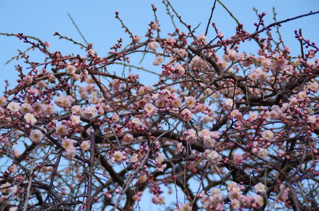 馬場花木園 2月に咲く花たち お散歩日和