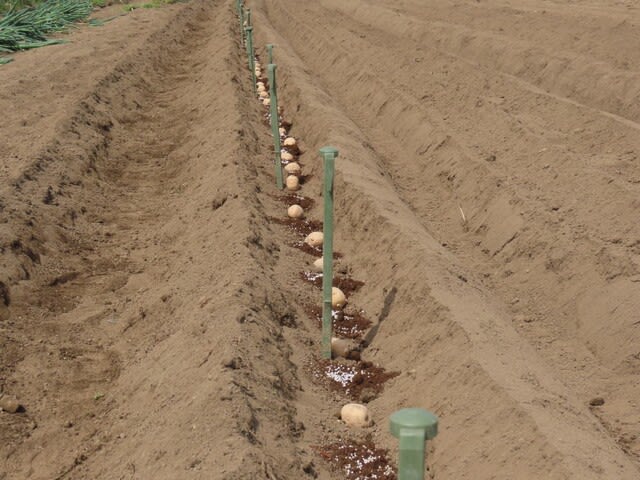 ジャガイモの黒マルチ使用普通一条植え