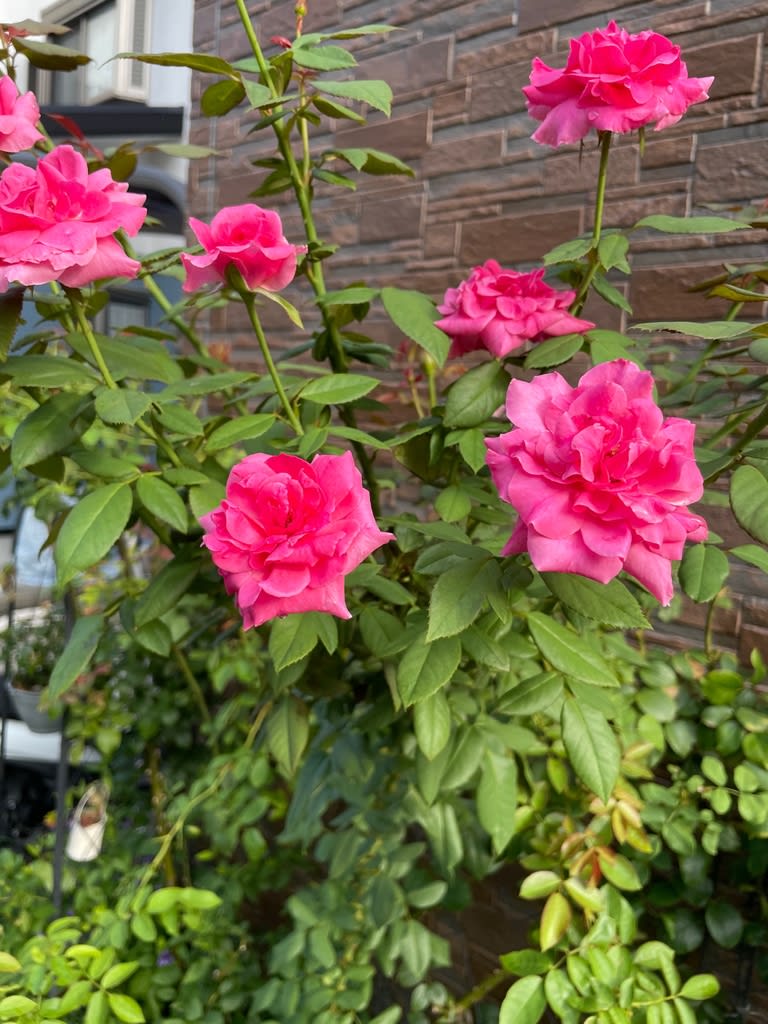 今庭　つる薔薇パレードとクレマチス - お庭がなくても薔薇に囲まれて暮らしたい！