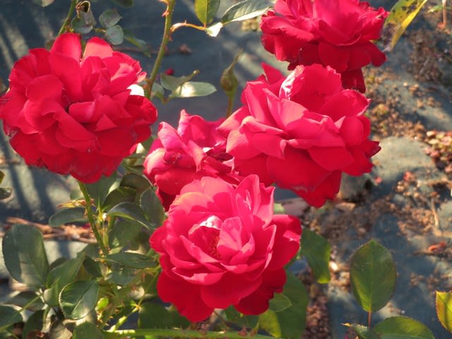 ダークレッドの花が咲き乱れるバラ グラッド タイディングス 薔薇シリーズ194 野の花 庭の花