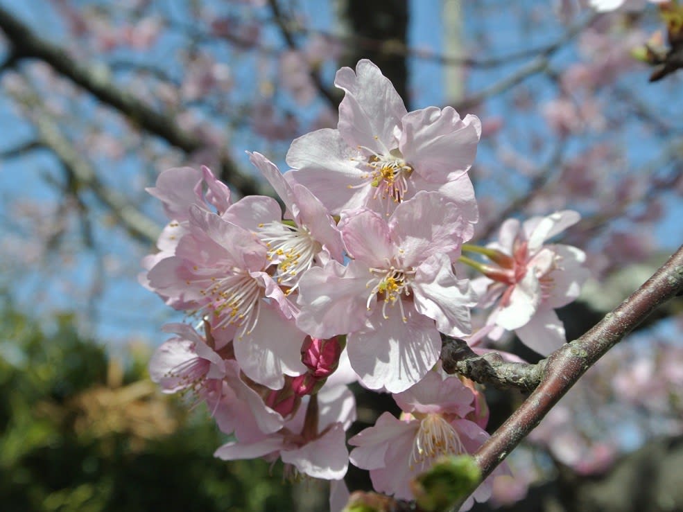 今年は桜祭りは中止でしたが 白子町まで河津桜を見に行きました 半谷範一の オレは大したことない奴 日記