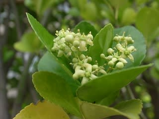 マサキ 柾 の花 れんげの画像日記 マサキ 柾 の花 れんげの画像日記