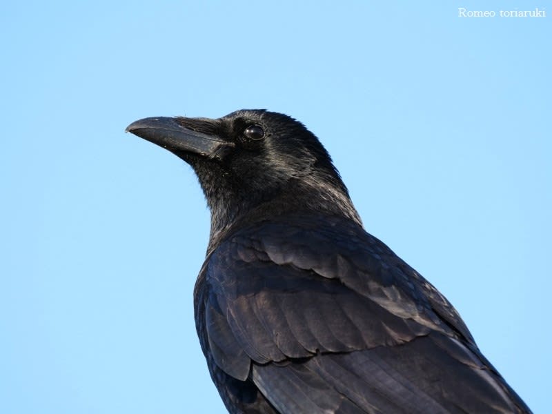 カラスの仲間 のブログ記事一覧 気楽にとり 鳥 撮り 歩き