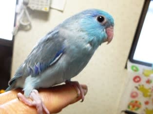 マメルリハが手乗りになった ぴーちゃんハウスのインコ達 ハウスにはサザナミ 秋草 マメルリハインコが仲良く暮らしてます 可愛い雛も産まれてます