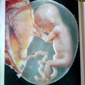 胎児のわたし達 ｌ スペースエル 体を通して人の全体と向き合うサロン 目の前は淡路島の海 女性専用ボディーセラピー