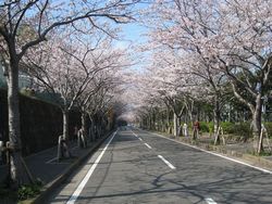 岩戸の桜並木