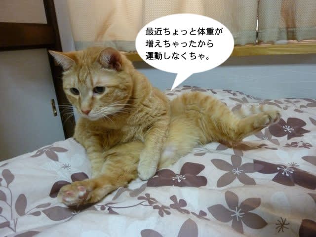 ねこ４８１ 太っちゃった Majyoneko 羊毛フェルトと猫まみれの日々