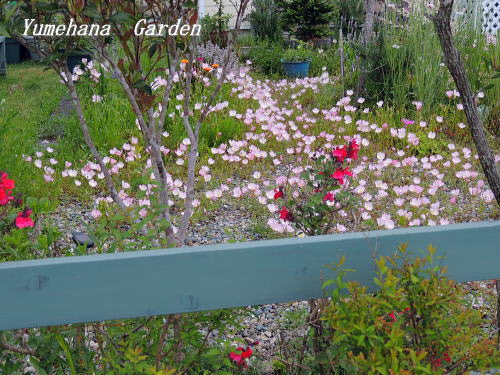 エノテラのある風景 のブログ記事一覧 夢花ガーデン