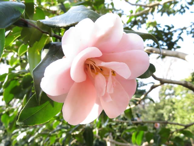 淡いピンクの花弁が美しい椿 神代都鳥 椿シリーズ30 野の花 庭の花