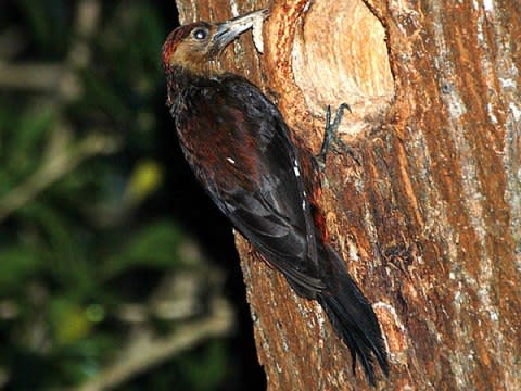 沖縄の特別天然記念物 ホテルスタッフによる沖縄日記 あのさー 沖縄の特別天然記念物 ホテルスタッフによる沖縄日記 あのさー