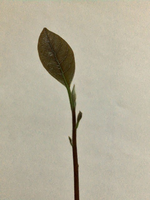 アボカド観察日記 新展開 初めての茶色い葉っぱ と伸びすぎた 茎 てのひらに日だまりを
