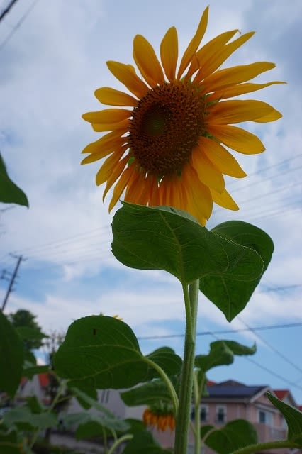 真夏の花を探して ひまわりに出会いに 時を紡いで 2 真夏の花を探して ひまわりに出会いに 時を紡いで 2
