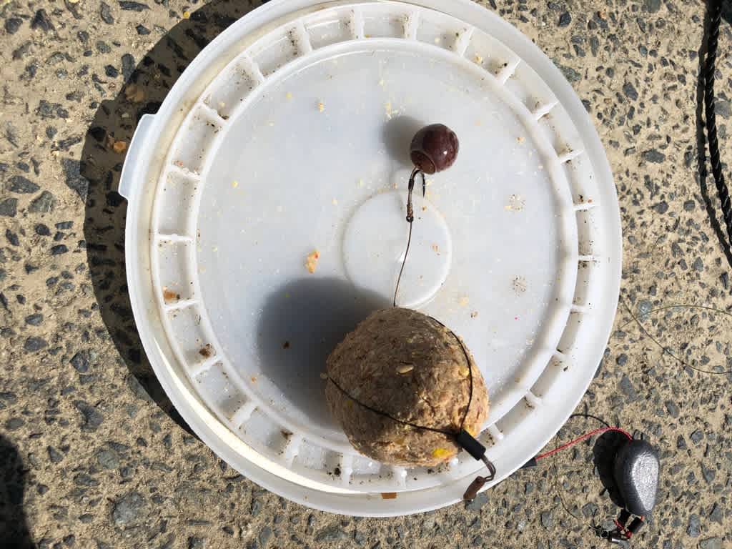 8月25日の鯉釣り 鯉釣り三昧 8月25日の鯉釣り 鯉釣り三昧