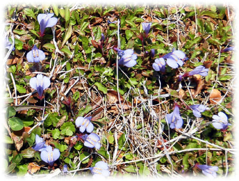 春の野草 鳥のサギ 鷺 に似た形の小花を咲かせる ムラサキサギゴケ 紫鷺苔 日々是好日 とっつあんの雑記帳