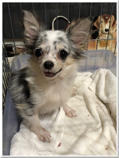 オーダーページ パネル お姫様チワワ 9/28 オーダーページ パネル お姫様チワワ 9/28