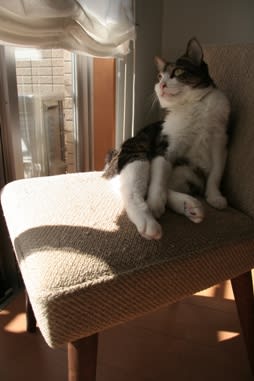 椅子に座るネコ ジュルのしっぽ 猫日記