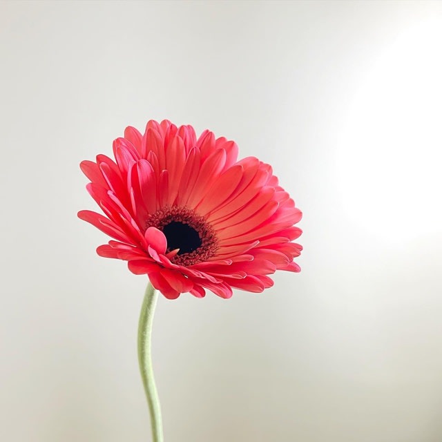 ベストコレクション 花 言葉 感謝 花 2710 感謝 花 言葉 花束