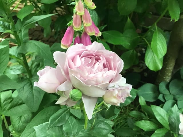 今日もバラ バラ バラ しのぶれど アイスバーグ ウィリアム シェイクスピア00など Haruの庭の花日記 Haru S Garden Diary