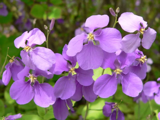 春の花 大紫羅欄花 田舎へ行ってご 見てご