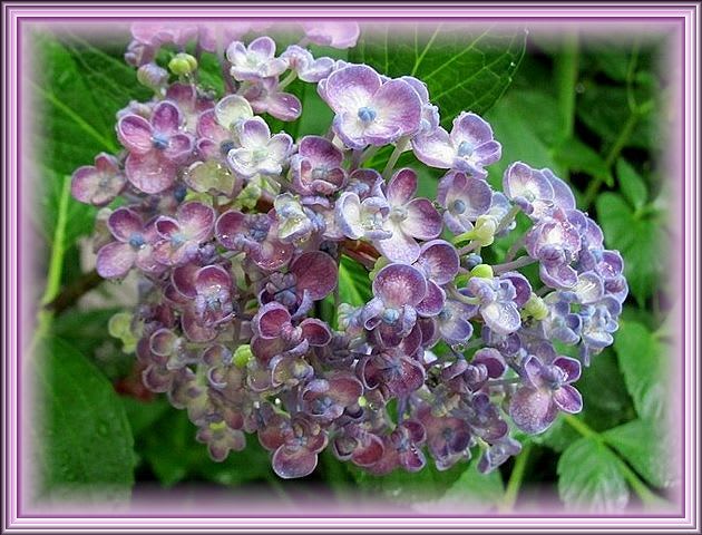 お多福紫陽花など Reikoのお花の絵