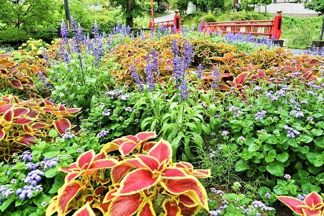 平成30年度 地域ぐるみでむらじゅう花ざかり 事業の小立野区の花畑 長野県町村会役員会 信州生坂村 山紫水明 食と文化癒しの郷