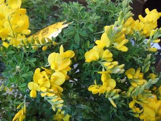幸福の黄色い花 エニシダ ぶらぶら人生