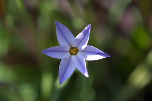 ハナニラ 地上に降りた星は2月10日の誕生花 Aiグッチ のつぶやき