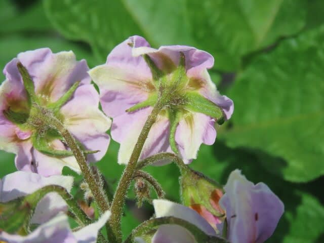 野菜の花　ジャガイモ　ダンシャク（男爵）