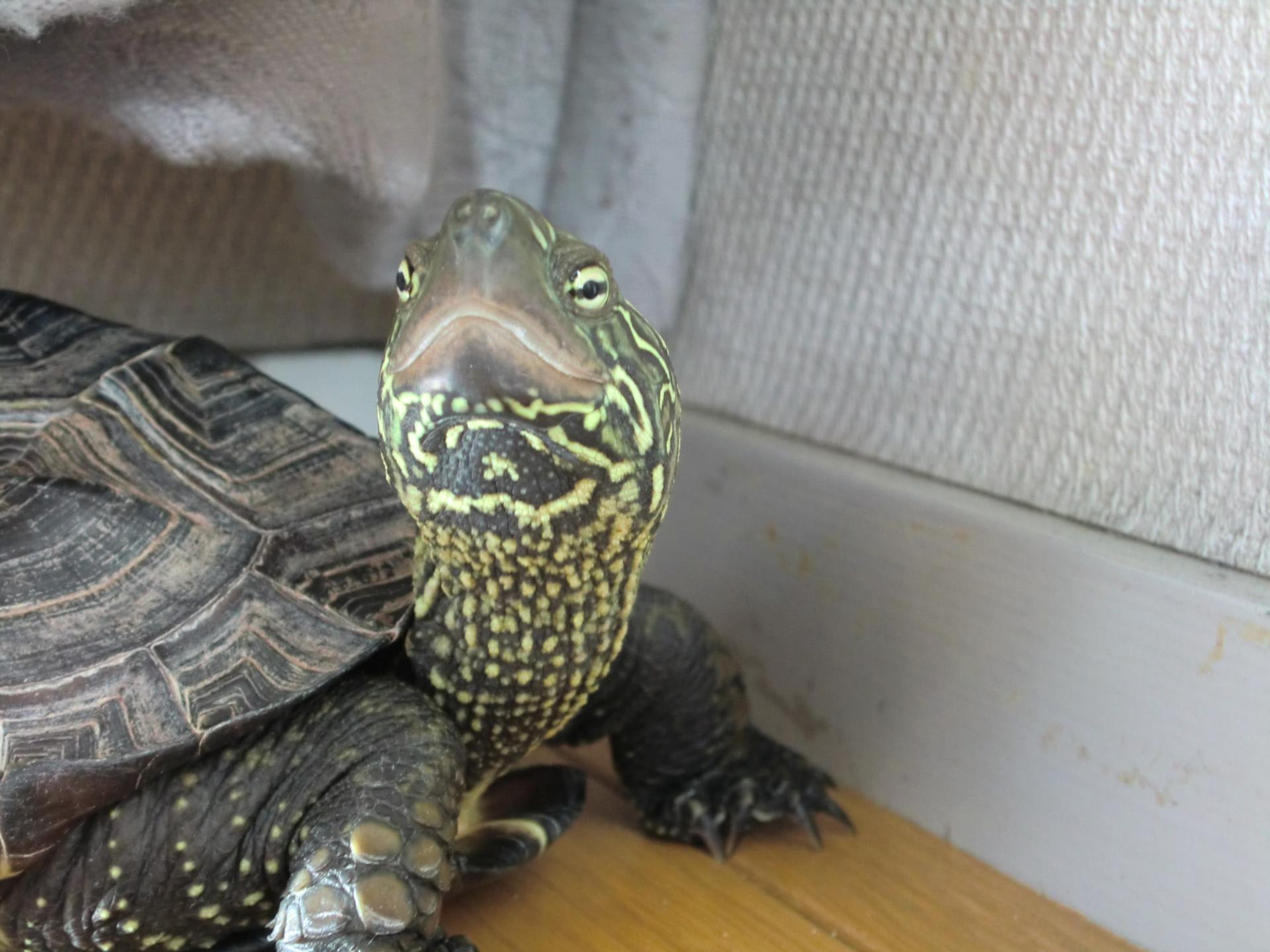 年齢と体重 かめのにわ