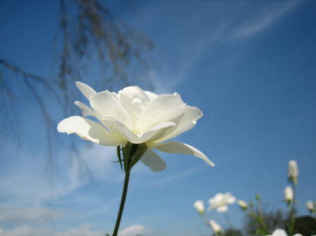 青い空に白いバラ！