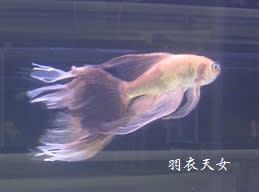 第３０回 日本鑑賞魚フェア 金魚鑑賞編 Santapapaの備忘録