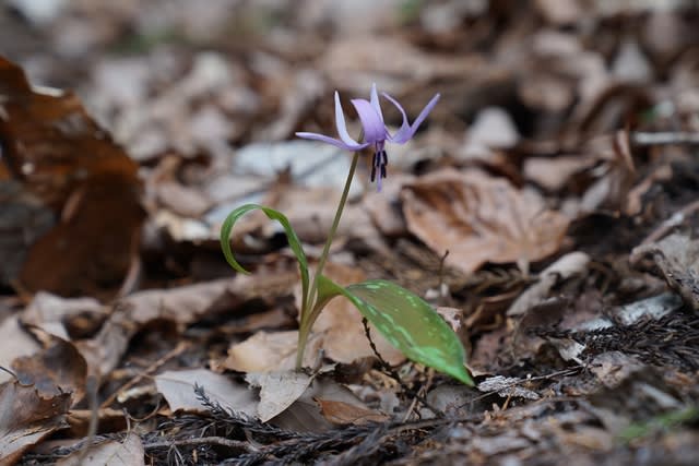 カタクリの花 3月27日 Yとyの日々