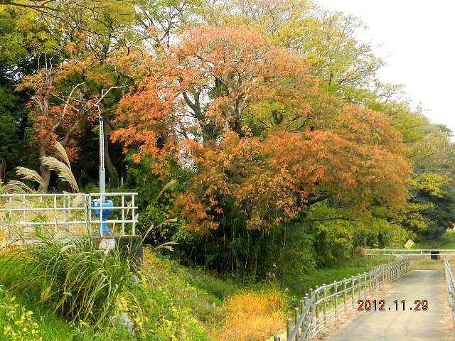 櫨の木の紅葉の画像