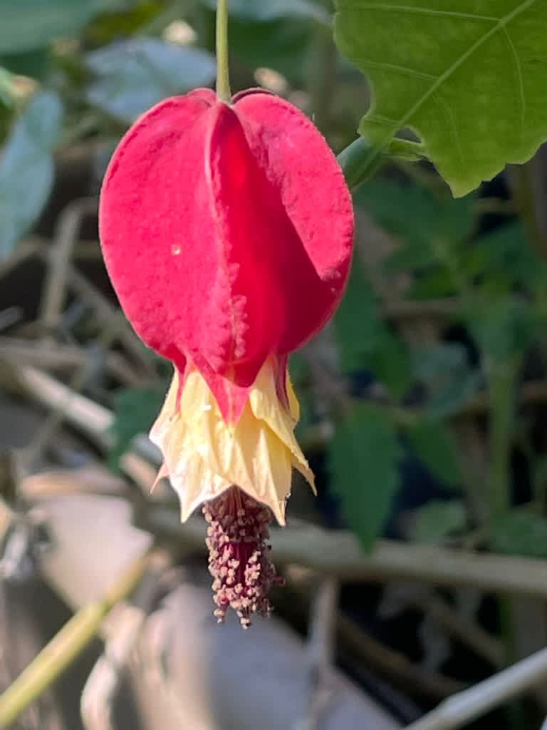 チロリアンランプ アブチロン おきのえらぶ島 なんでも情報 チロリアンランプ アブチロン おきのえらぶ島 なんでも情報