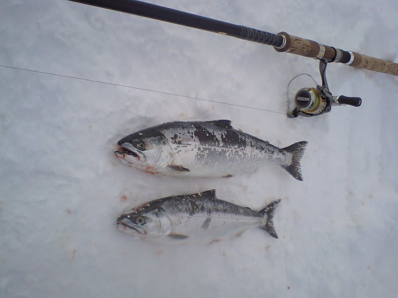 苫小牧 サクラマス 北海道の釣り大好き