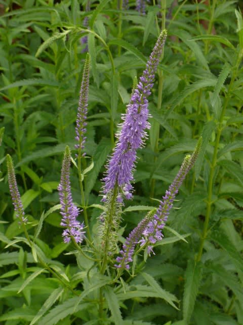 ベロニカ スピカータ Hayashi No Ko