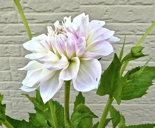 今季のダリア開花壱番手は、5月12日に丸プランターに植え付けた中輪・インフォーマルデコラ咲き「ミスティー」 - タックの庭仕事 －黄昏人生残日録－