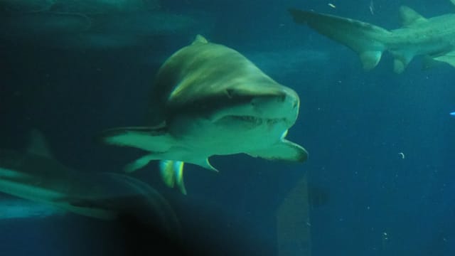 茨城県大洗水族館に行ってきました その１０ サメとマンボウ うさぎ学園 多趣味部