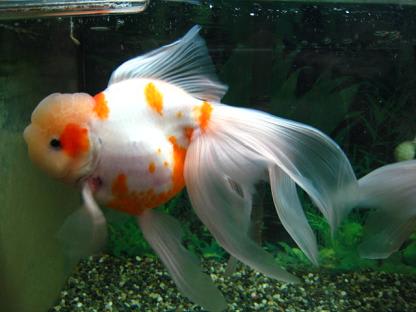 桜東錦 おりひめのブログ 桜東錦 おりひめのブログ