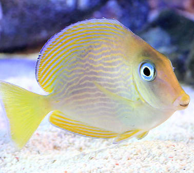 幼魚と成魚で体色が異なるハギ 横浜の水槽レンタル ブログ