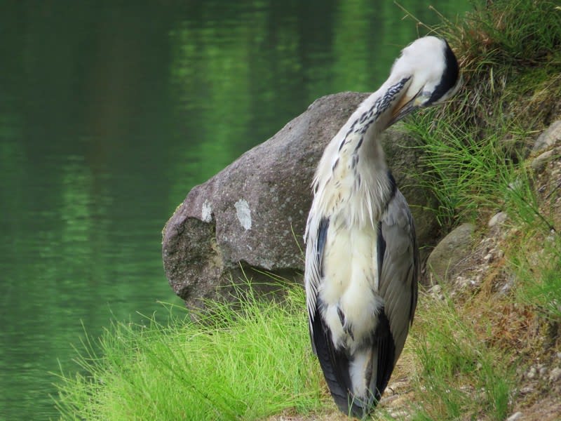 ○兼六園 霞が池 アオサギ 金色の鯉 Canon PowerShot SX50 HS ○兼六園 霞が池 アオサギ 金色の鯉 Canon PowerShot SX50 HS