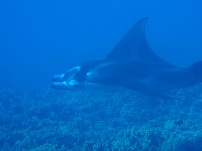 マウイ島ダイビング マンタとクジラの声 アメリカの空の下