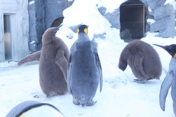 キングペンギンのヒナ ペンギン音頭