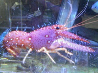 海水魚ショウグンエビ 熱帯魚店モンスターアクアリウム 川口店 買取販売情報 海水魚ショウグンエビ 熱帯魚店モンスターアクアリウム 川口店 買取販売情報