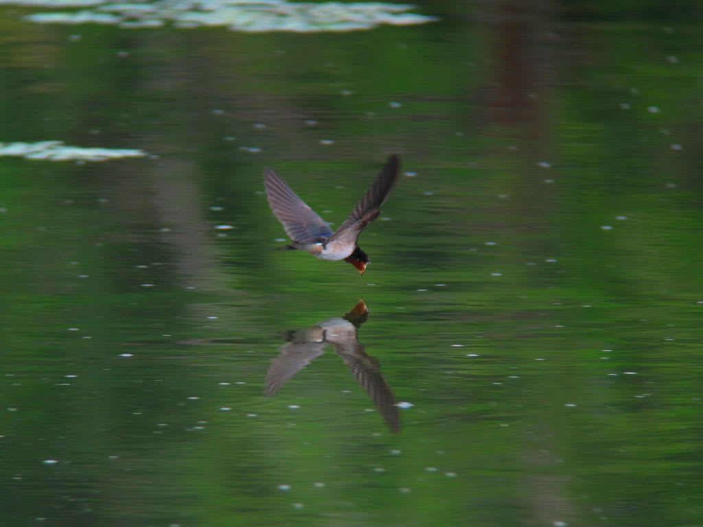 水辺の飛翔♪の画像