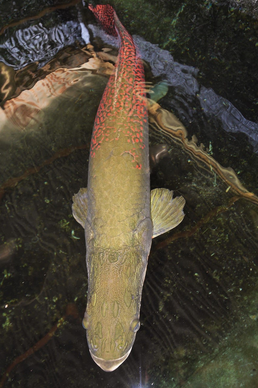 大型魚ピラルク のブログ記事一覧 大型魚飼育 In 神秘の国インドネシア