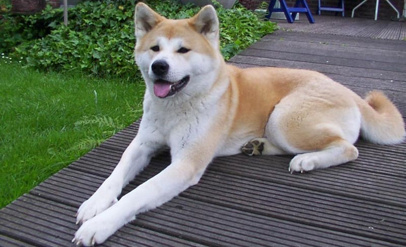 可愛い日本犬６種の写真をお送り致します 甲斐犬もその中の一つです 後藤和弘のブログ
