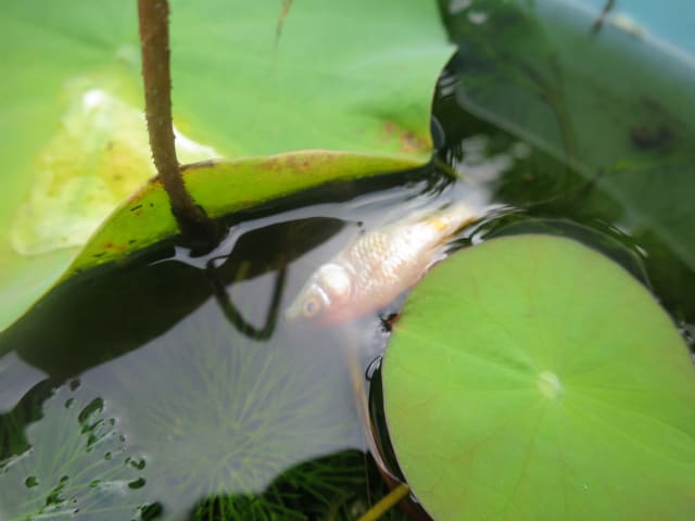 ボウフラ対策の金魚 横浜 池辺農園の秘密 旧中山農園の秘密 ボウフラ対策の金魚 横浜 池辺農園の秘密 旧中山農園の秘密
