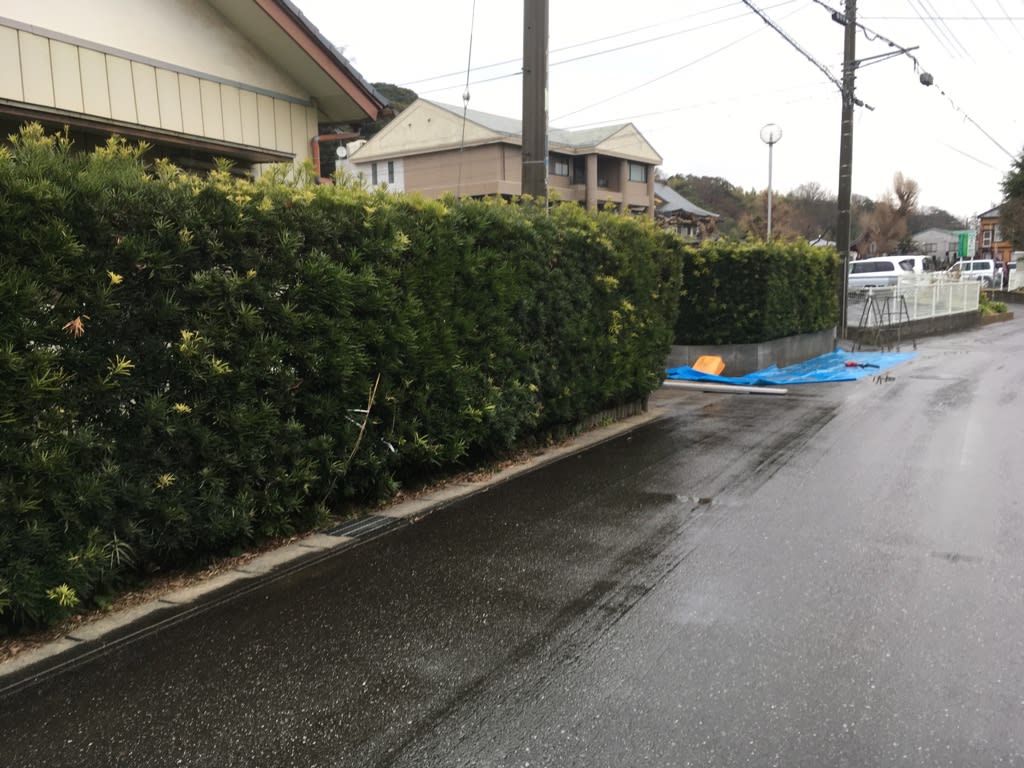 45mに及ぶ マキ生垣の刈り込み 茨城県 利根町 中古住宅を Diy でリノベイションしよう ホームインスペクター S 匠レポート