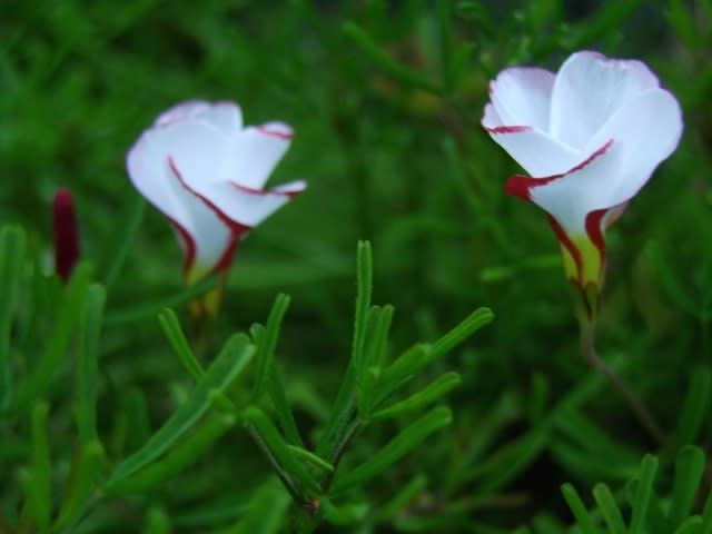 葉見ず花見ず はみずはなみず とは 陽だまり